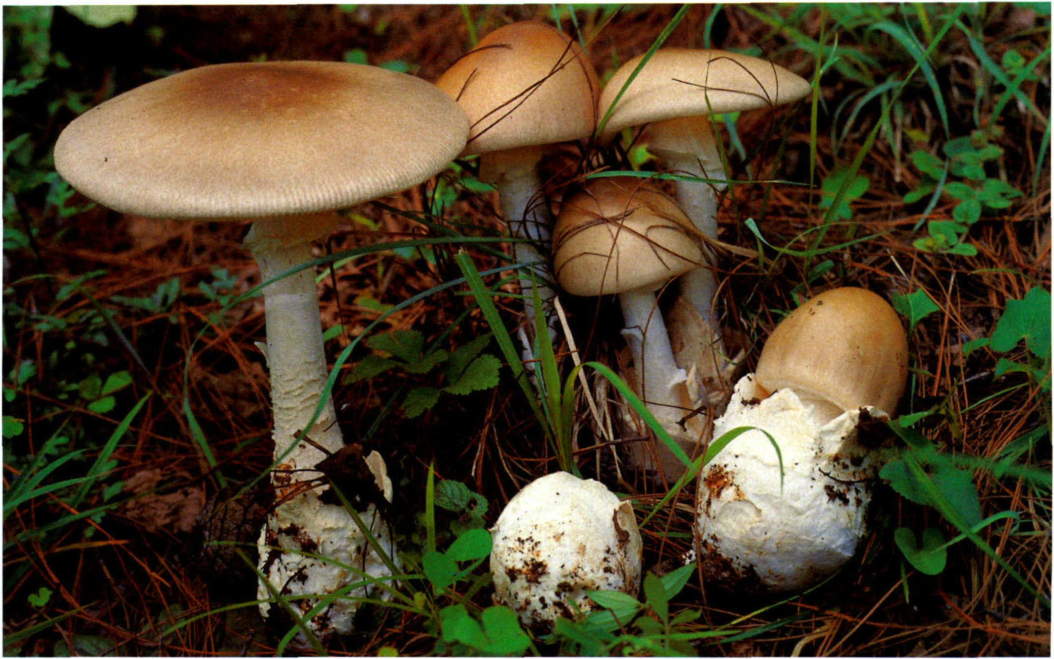 Amanita umbrinolutea (Secr.ex Gillet) Bataille